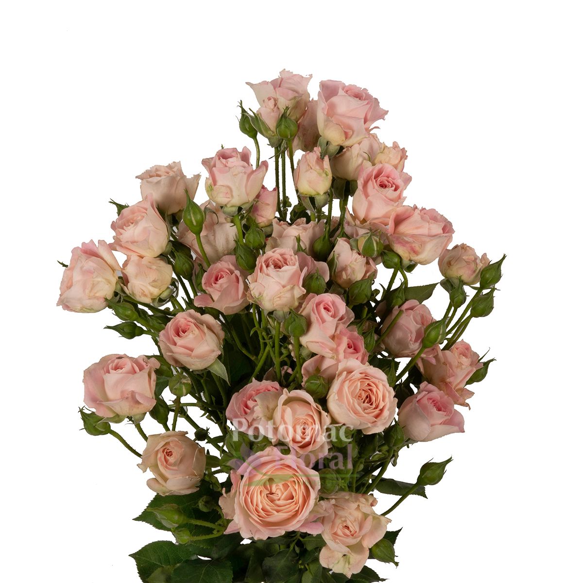 Romantica Follies Spray Rose Blush Pink - Potomac Floral Wholesale